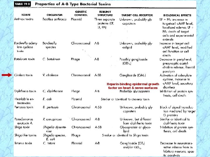 Heparin-binding epidermal growth factor on heart & nerve surfaces 