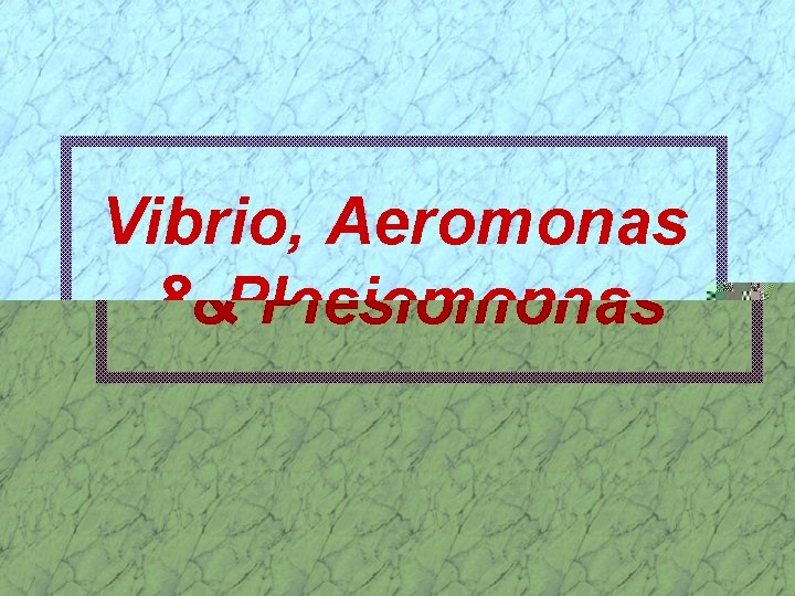 Vibrio, Aeromonas & Plesiomonas 