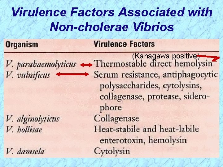 Virulence Factors Associated with Non-cholerae Vibrios (Kanagawa positive) 
