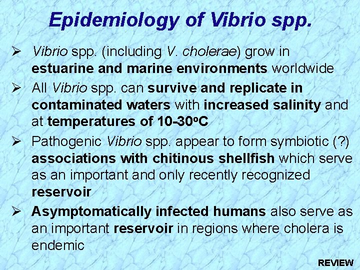Epidemiology of Vibrio spp. Ø Vibrio spp. (including V. cholerae) grow in estuarine and