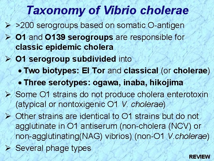 Taxonomy of Vibrio cholerae Ø >200 serogroups based on somatic O-antigen Ø O 1