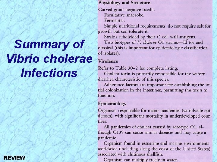 Summary of Vibrio cholerae Infections REVIEW 