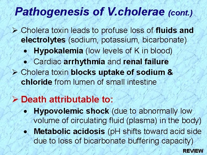 Pathogenesis of V. cholerae (cont. ) Ø Cholera toxin leads to profuse loss of