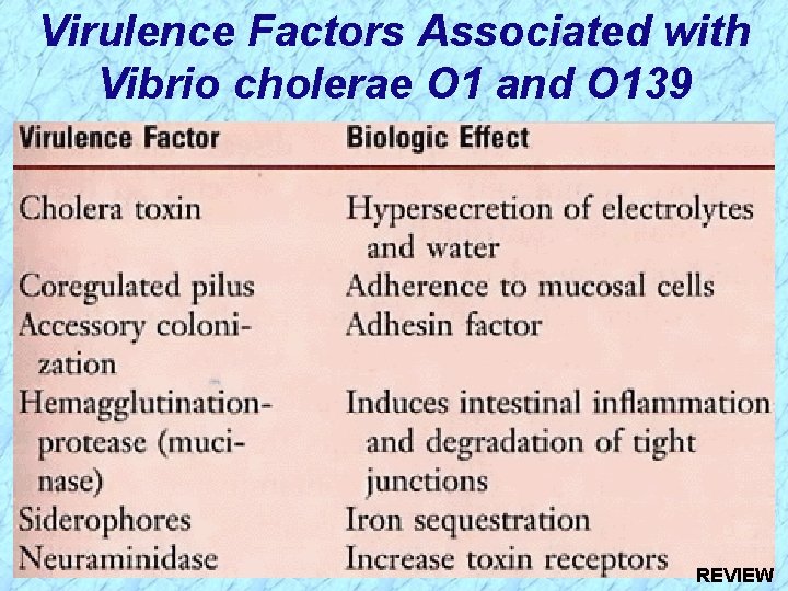 Virulence Factors Associated with Vibrio cholerae O 1 and O 139 REVIEW 
