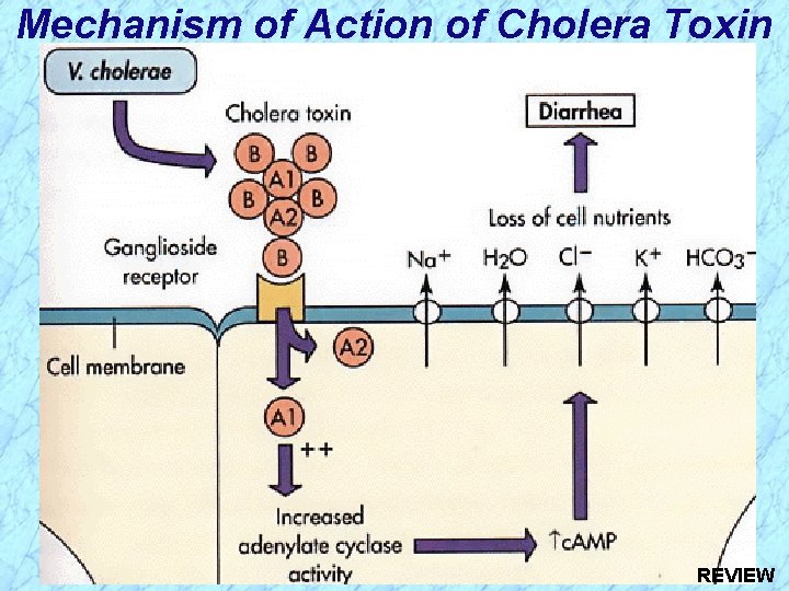 Mechanism of Action of Cholera Toxin REVIEW 