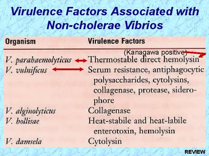 Virulence Factors Associated with Non-cholerae Vibrios (Kanagawa positive) REVIEW 
