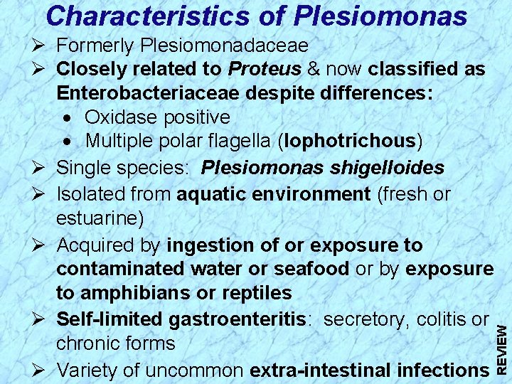 Ø Formerly Plesiomonadaceae Ø Closely related to Proteus & now classified as Enterobacteriaceae despite