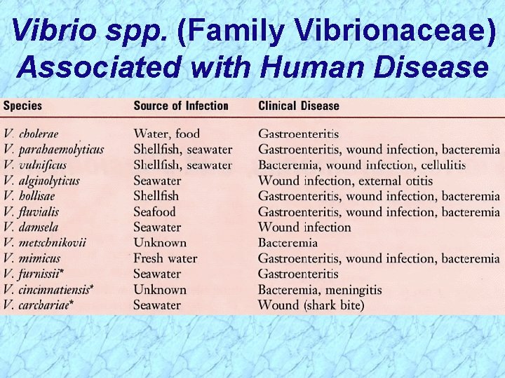 Vibrio spp. (Family Vibrionaceae) Associated with Human Disease 