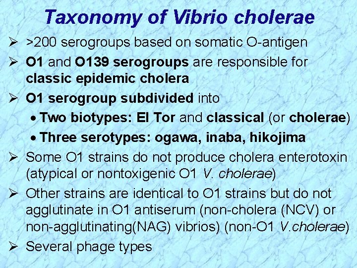 Taxonomy of Vibrio cholerae Ø >200 serogroups based on somatic O-antigen Ø O 1