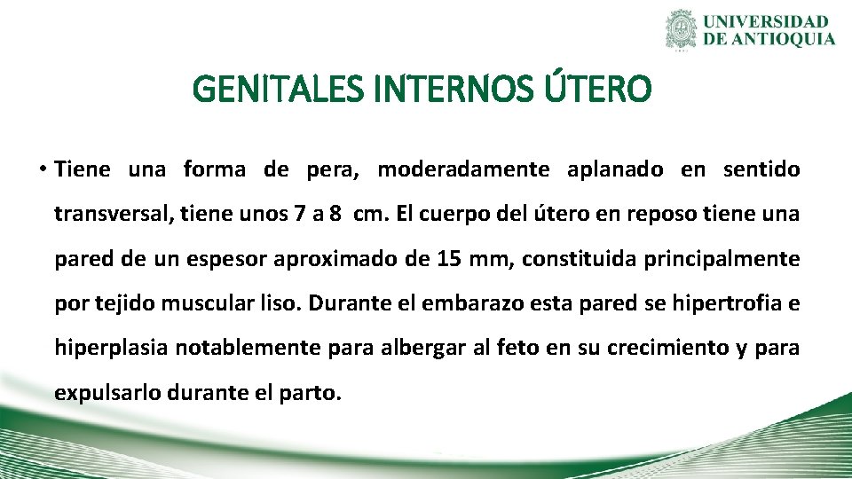 GENITALES INTERNOS ÚTERO • Tiene una forma de pera, moderadamente aplanado en sentido transversal,