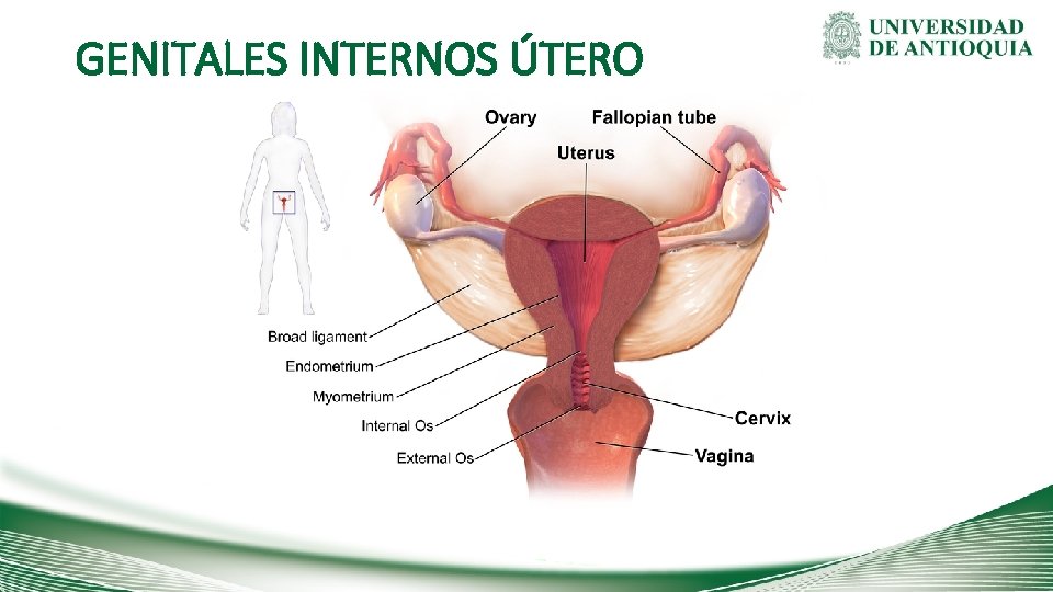 GENITALES INTERNOS ÚTERO 