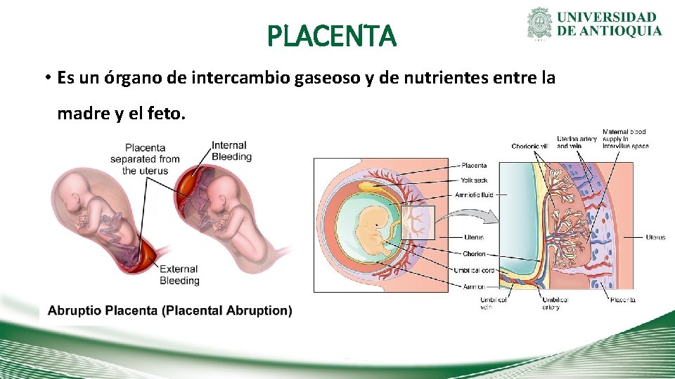 PLACENTA • Es un órgano de intercambio gaseoso y de nutrientes entre la madre