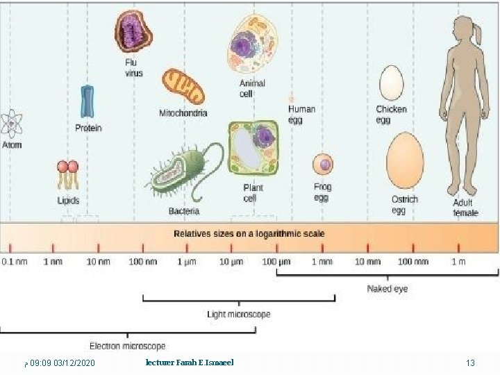  ﻡ 09: 09 03/12/2020 lecturer Farah E. Ismaeel 13 