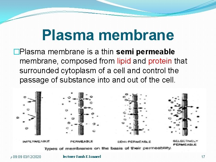 Plasma membrane �Plasma membrane is a thin semi permeable membrane, composed from lipid and
