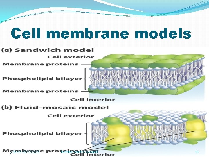 Cell membrane models ﻡ 09: 09 03/12/2020 lecturer Farah E. Ismaeel 19 