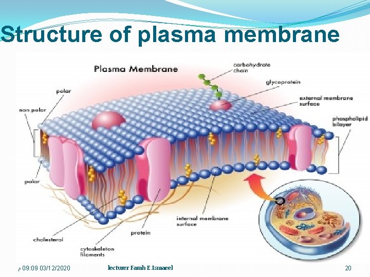 Structure of plasma membrane ﻡ 09: 09 03/12/2020 lecturer Farah E. Ismaeel 20 
