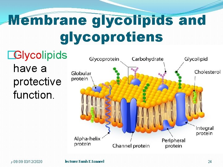 Membrane glycolipids and glycoprotiens �Glycolipids have a protective function. ﻡ 09: 09 03/12/2020 lecturer