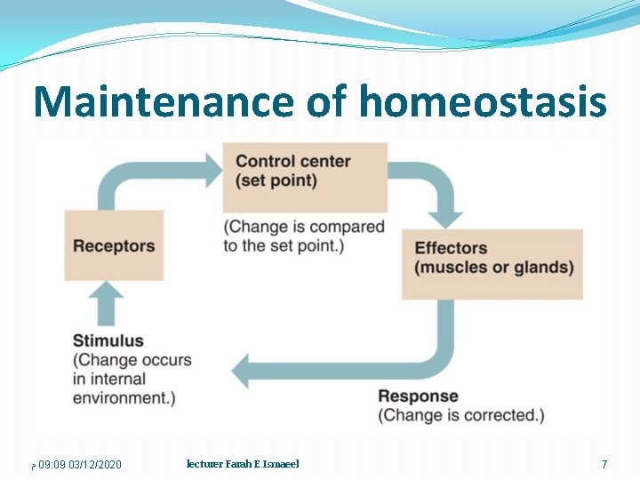 Maintenance of homeostasis ﻡ 09: 09 03/12/2020 lecturer Farah E. Ismaeel 7 