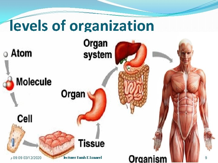 levels of organization ﻡ 09: 09 03/12/2020 lecturer Farah E. Ismaeel 9 