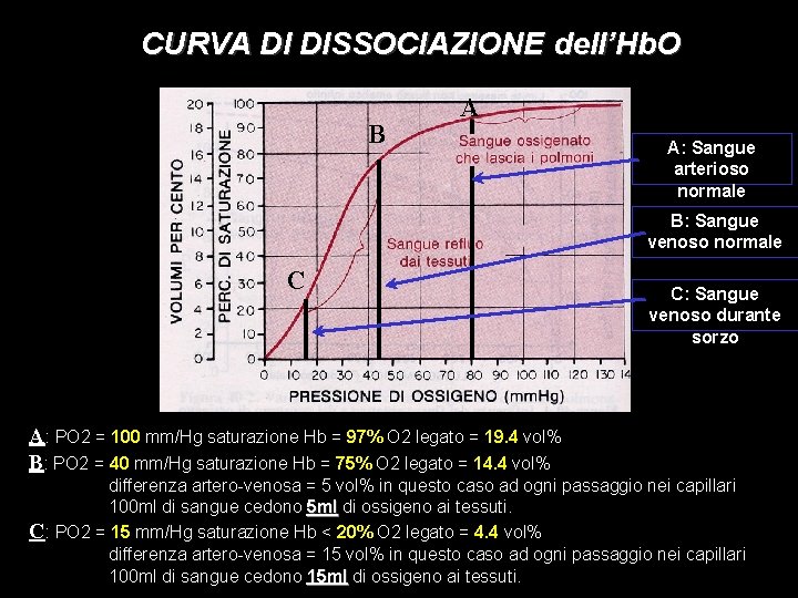 CURVA DI DISSOCIAZIONE dell’Hb. O B A A: Sangue arterioso normale B: Sangue venoso