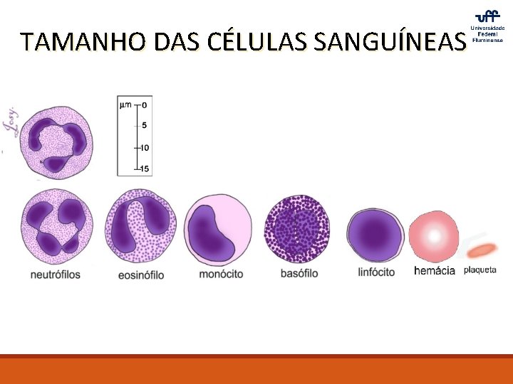 TAMANHO DAS CÉLULAS SANGUÍNEAS 