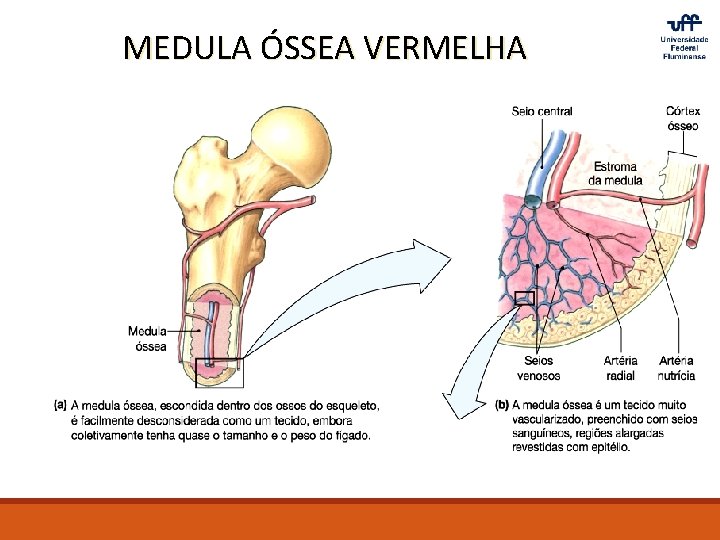 MEDULA ÓSSEA VERMELHA 