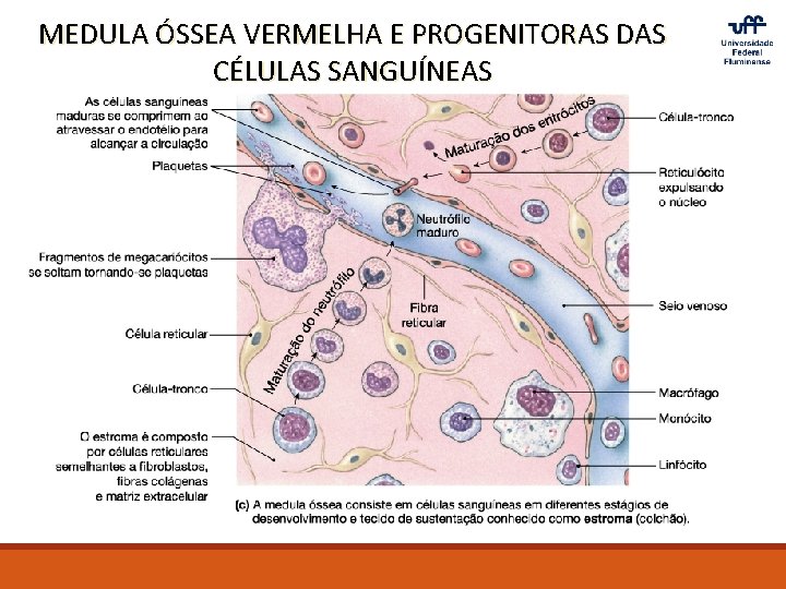 MEDULA ÓSSEA VERMELHA E PROGENITORAS DAS CÉLULAS SANGUÍNEAS 