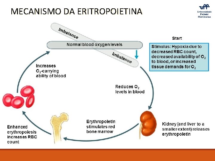 MECANISMO DA ERITROPOIETINA 