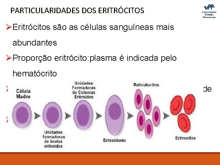 PARTICULARIDADES DOS ERITRÓCITOS ØEritrócitos são as células sanguíneas mais abundantes ØProporção eritrócito: plasma é