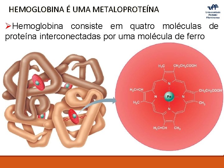 HEMOGLOBINA É UMA METALOPROTEÍNA ØHemoglobina consiste em quatro moléculas de proteína interconectadas por uma