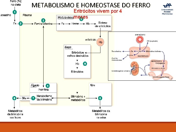 METABOLISMO E HOMEOSTASE DO FERRO Eritrócitos vivem por 4 meses 