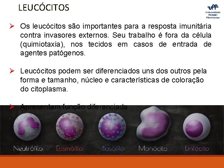 LEUCÓCITOS Ø Os leucócitos são importantes para a resposta imunitária contra invasores externos. Seu