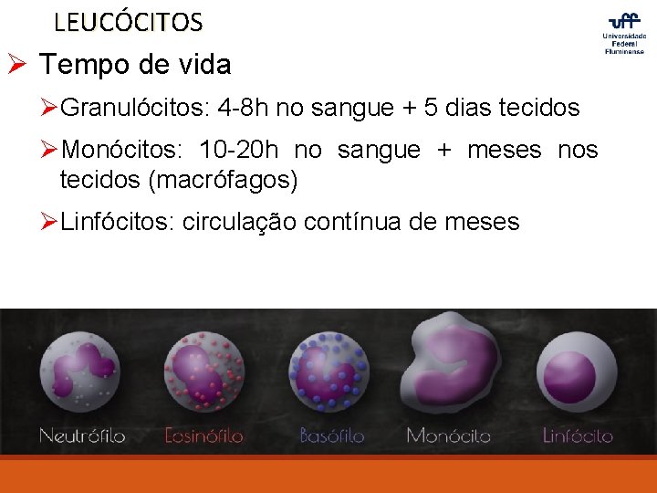 LEUCÓCITOS Ø Tempo de vida ØGranulócitos: 4 -8 h no sangue + 5 dias