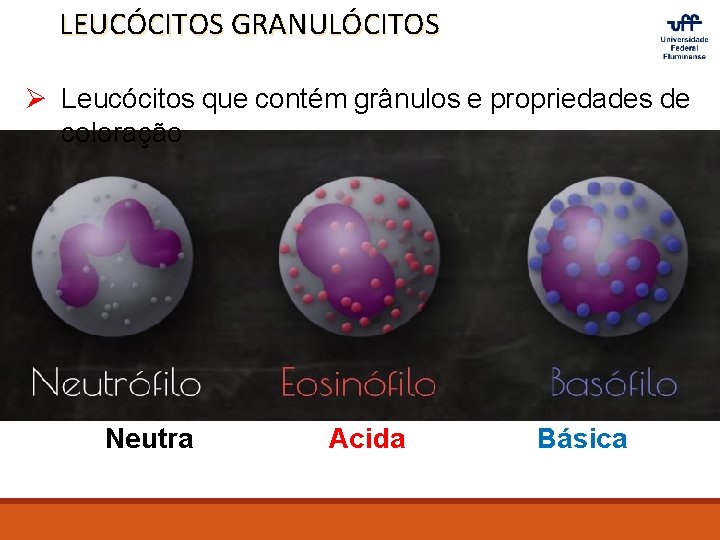 LEUCÓCITOS GRANULÓCITOS Ø Leucócitos que contém grânulos e propriedades de coloração Neutra Acida Básica