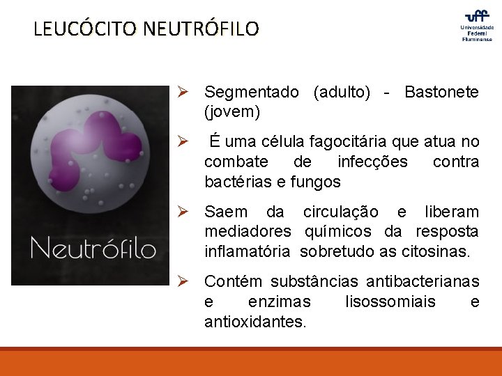 LEUCÓCITO NEUTRÓFILO Ø Segmentado (adulto) - Bastonete (jovem) Ø É uma célula fagocitária que