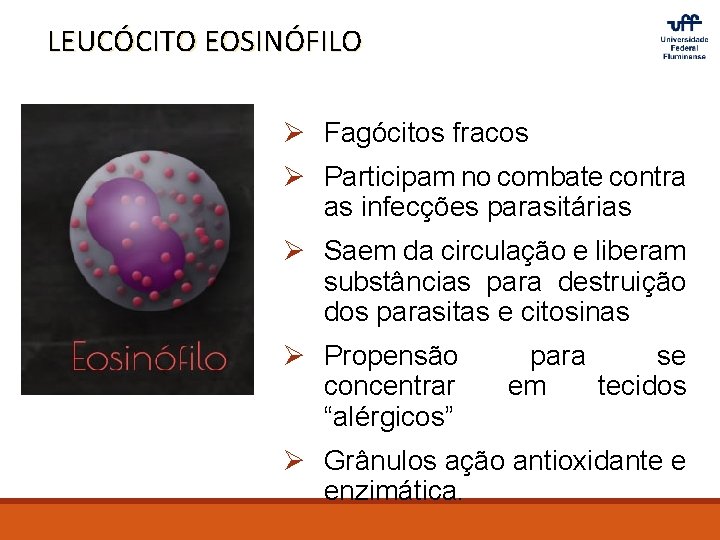LEUCÓCITO EOSINÓFILO Ø Fagócitos fracos Ø Participam no combate contra as infecções parasitárias Ø