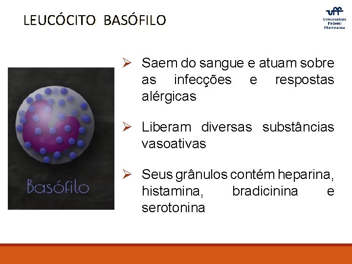 LEUCÓCITO BASÓFILO Ø Saem do sangue e atuam sobre as infecções e respostas alérgicas