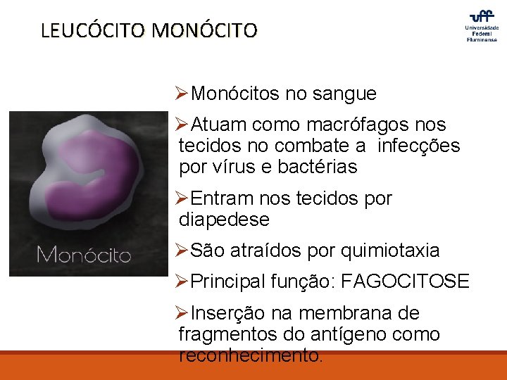 LEUCÓCITO MONÓCITO ØMonócitos no sangue ØAtuam como macrófagos nos tecidos no combate a infecções