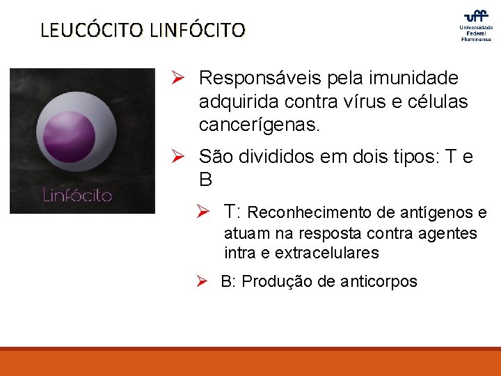 LEUCÓCITO LINFÓCITO Ø Responsáveis pela imunidade adquirida contra vírus e células cancerígenas. Ø São