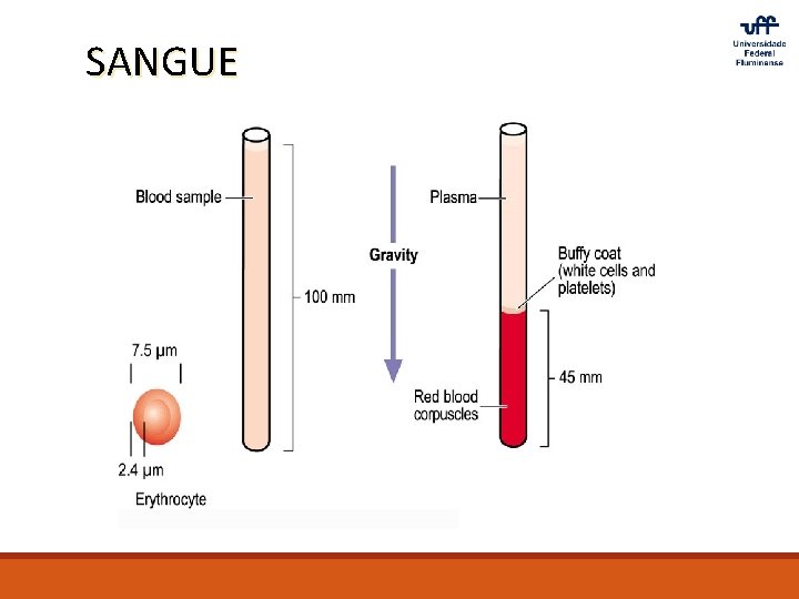 SANGUE 