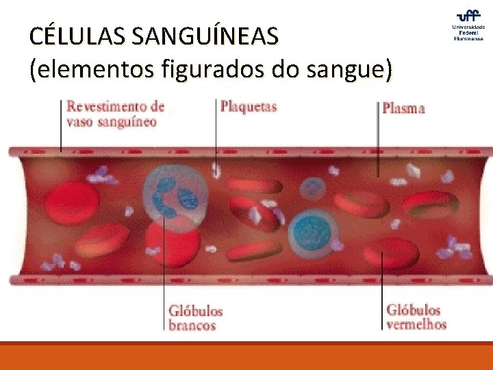 CÉLULAS SANGUÍNEAS (elementos figurados do sangue) 