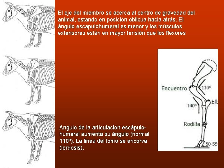 El eje del miembro se acerca al centro de gravedad del animal, estando en