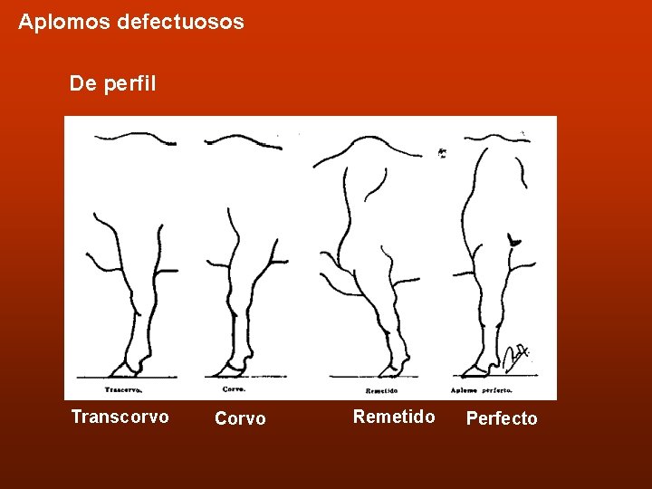 Aplomos defectuosos De perfil Transcorvo Corvo Remetido Perfecto 