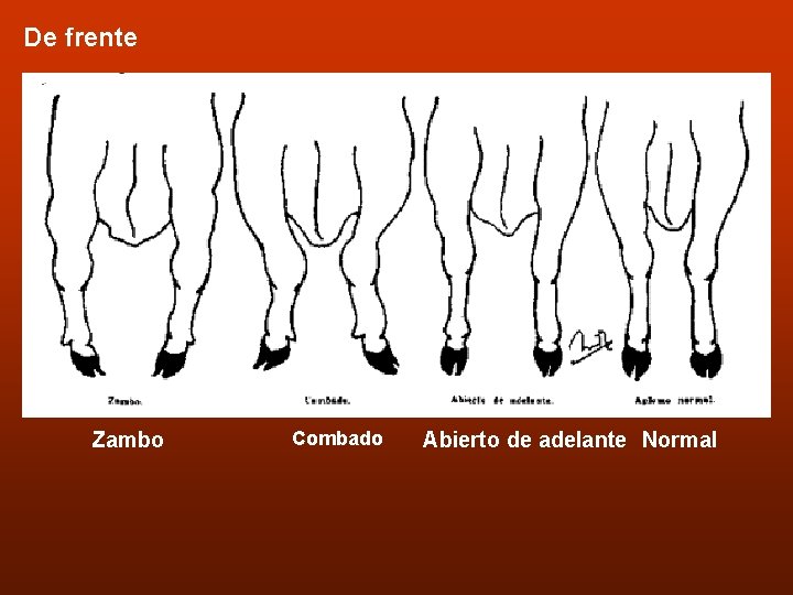 De frente Zambo Combado Abierto de adelante Normal 