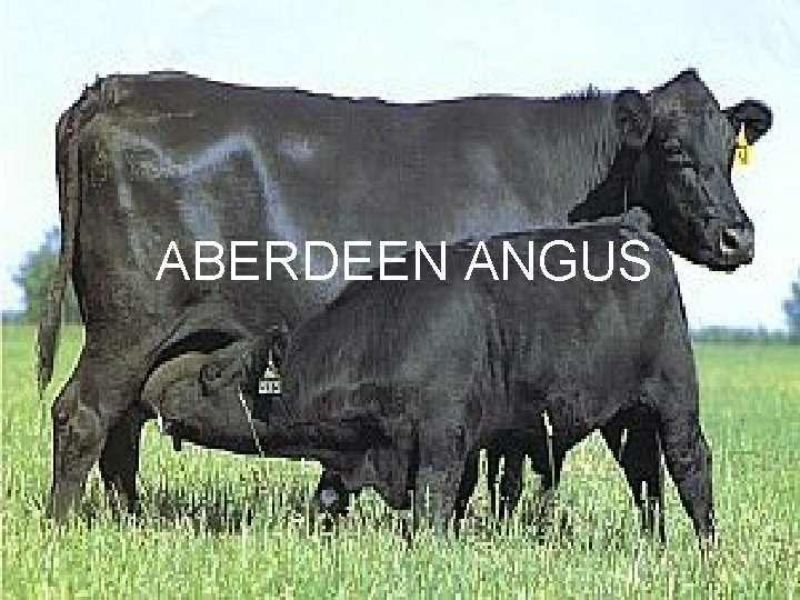 ABERDEEN ANGUS 