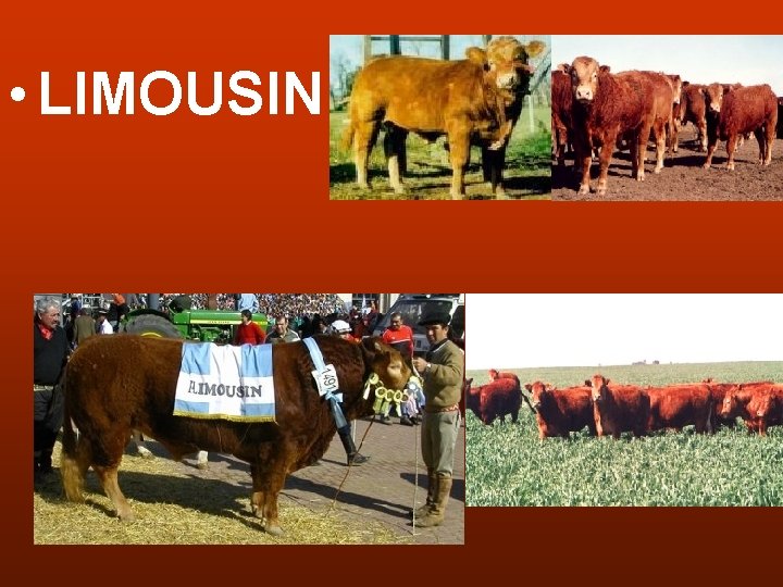  • LIMOUSIN 