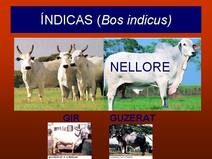 ÍNDICAS (Bos indicus) • NELLORE GIR GUZERAT 