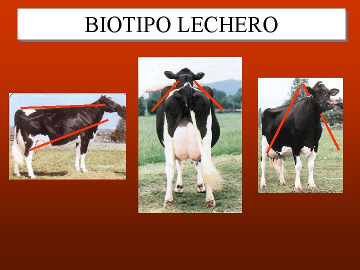 BIOTIPO LECHERO 