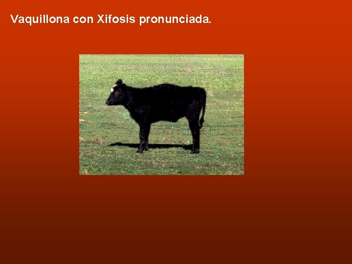 Vaquillona con Xifosis pronunciada. 