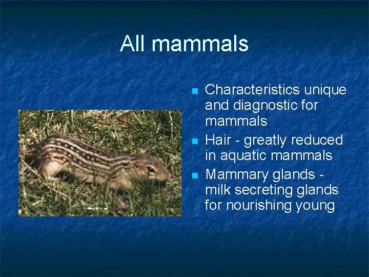 All mammals n n n Characteristics unique and diagnostic for mammals Hair - greatly